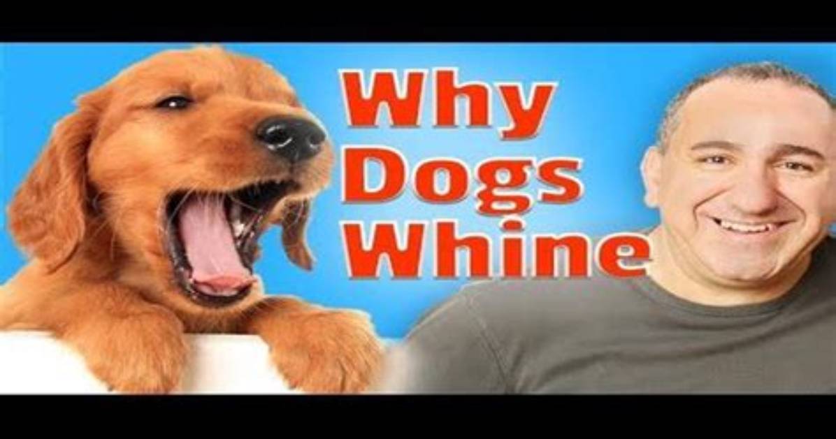 When a Dog Squeals?