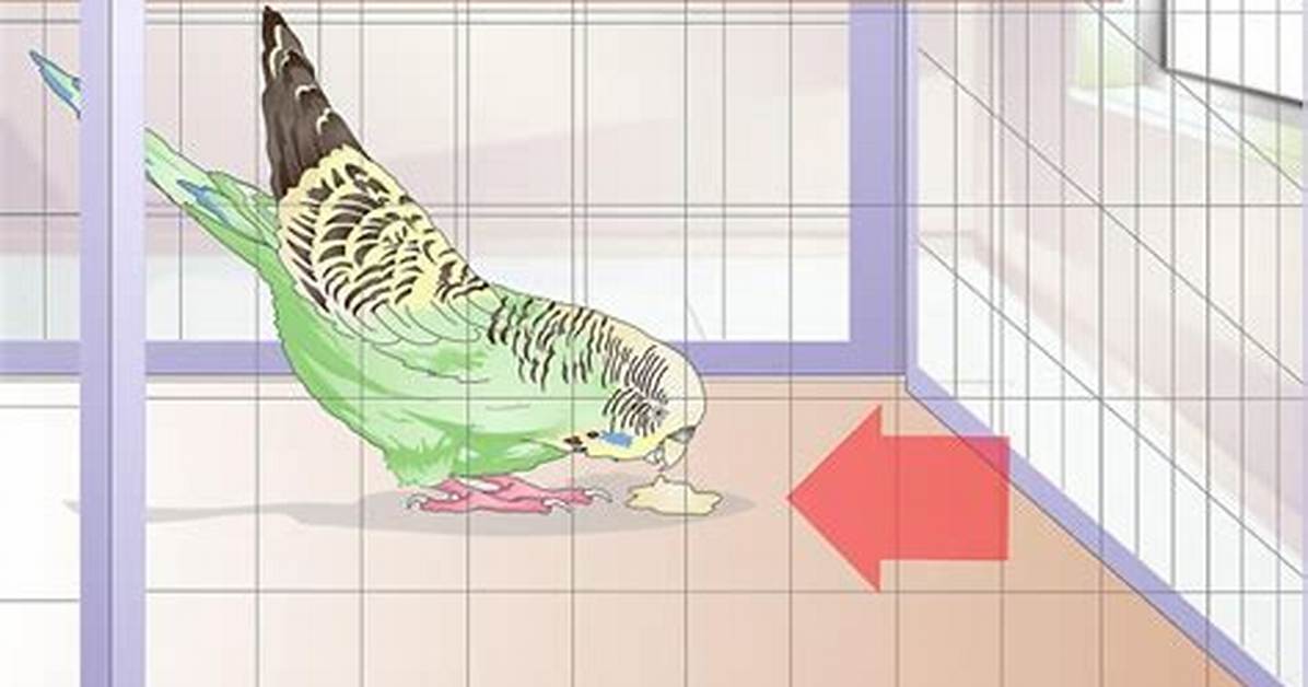 When a Parakeet Is Sick?