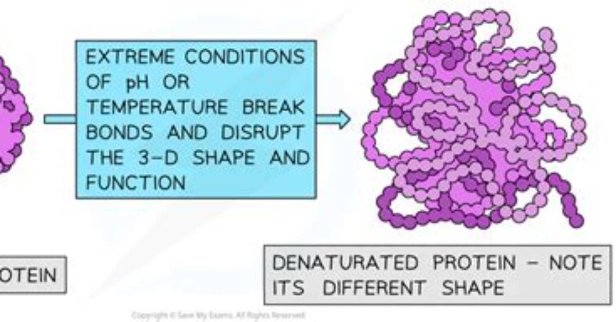 When a Protein Is Denatured Why Does It Lose Functionality?