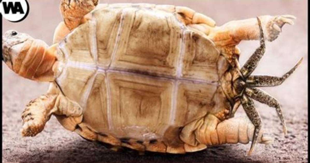 When a Turtle Dies What Happens?