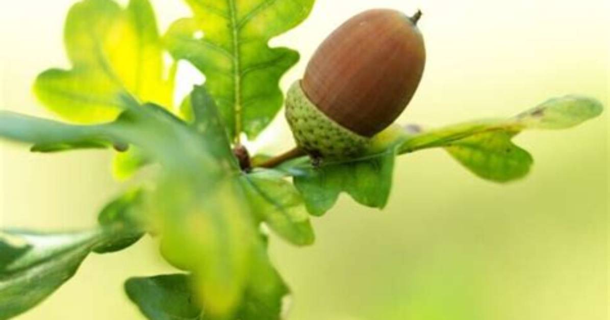 When Acorns Fall Early?