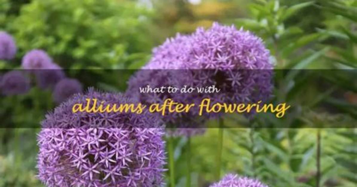 When Alliums Finish Flowering?