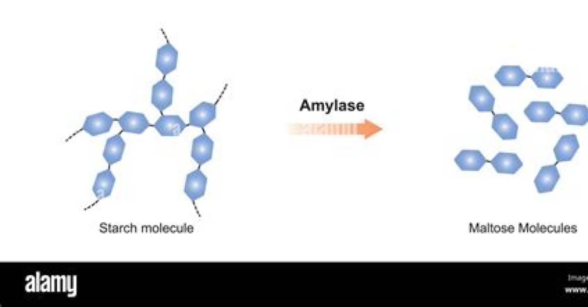 When Amylase Breaks Down Starch It Forms?