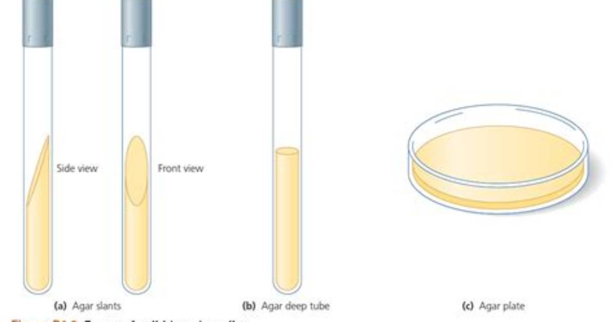 When Are Agar Slants Used?
