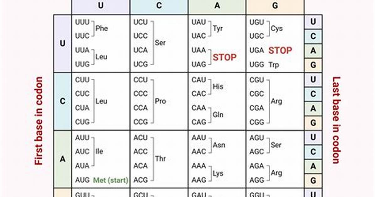 When Are Codons and Anticodons Found?