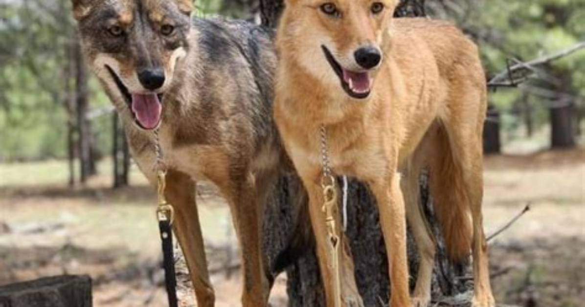 When Are Coydogs Born?