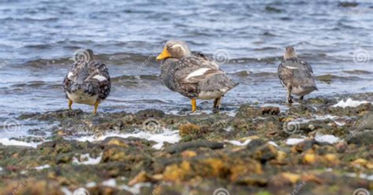 When Are Ducks Flightless?