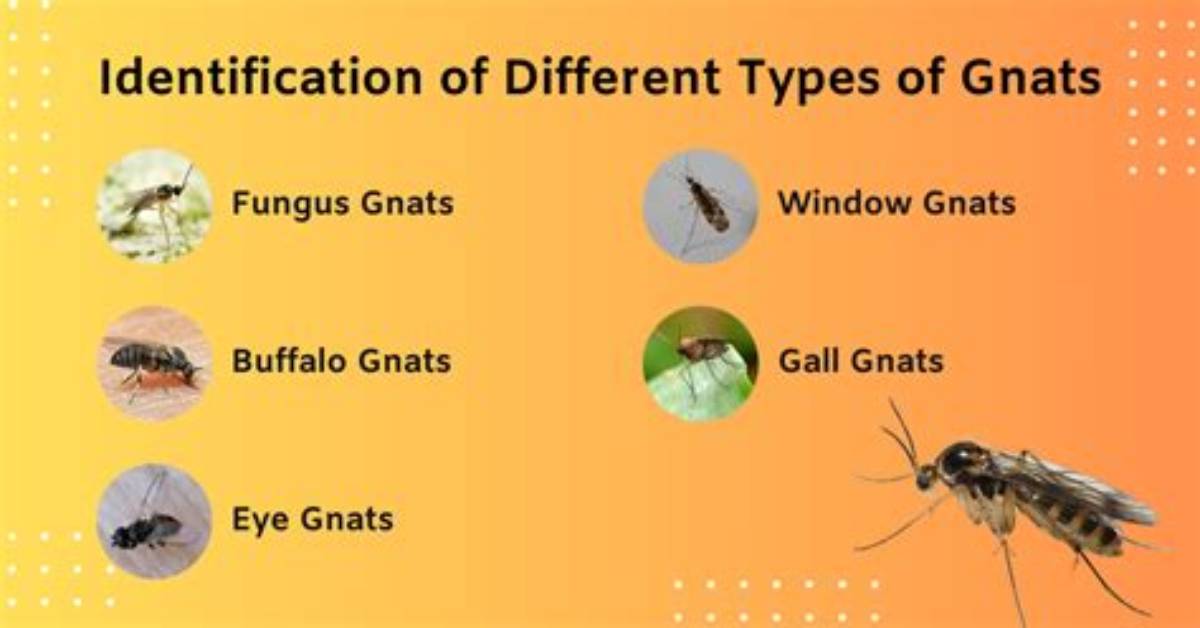 When Are Gnats Most Active?