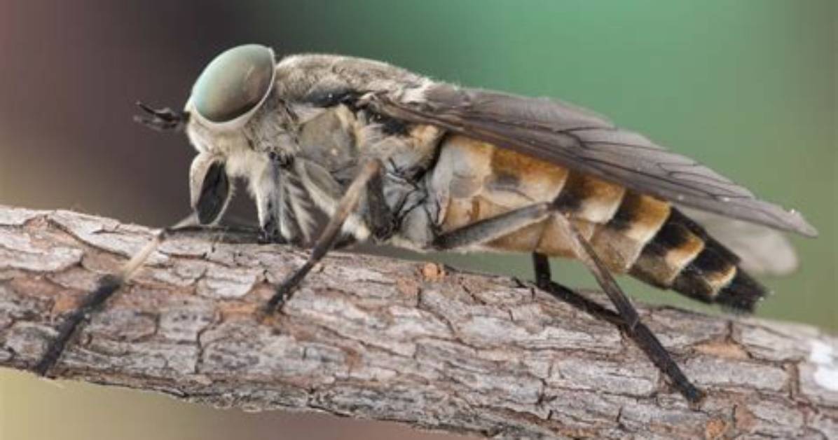 When Are Horse Flies Active?