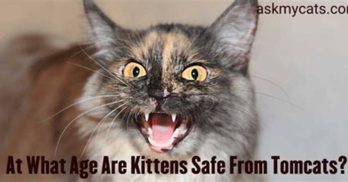 When Are Kittens Safe from Tomcats?