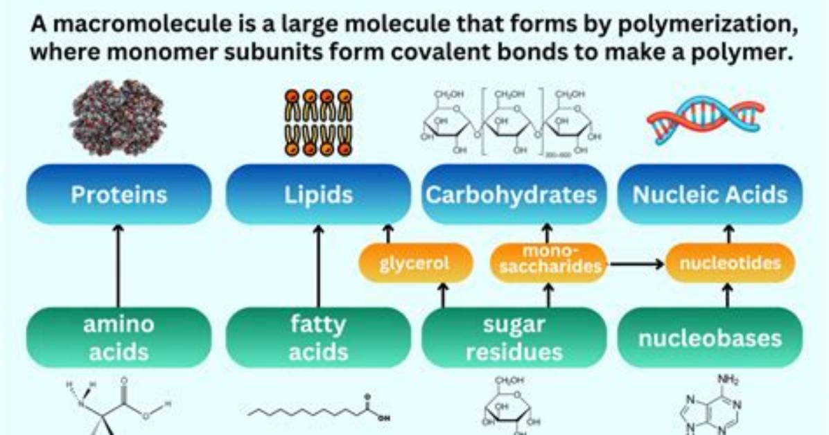 When Are Macromolecules Important?
