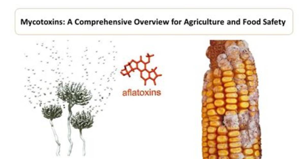 When Are Mycotoxins Produced?