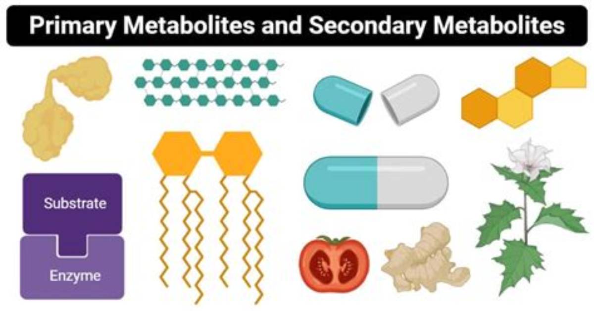 When Are Primary Metabolites Produced?