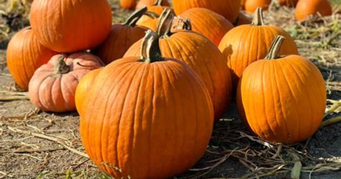 When Are Pumpkins Ready to Pick?