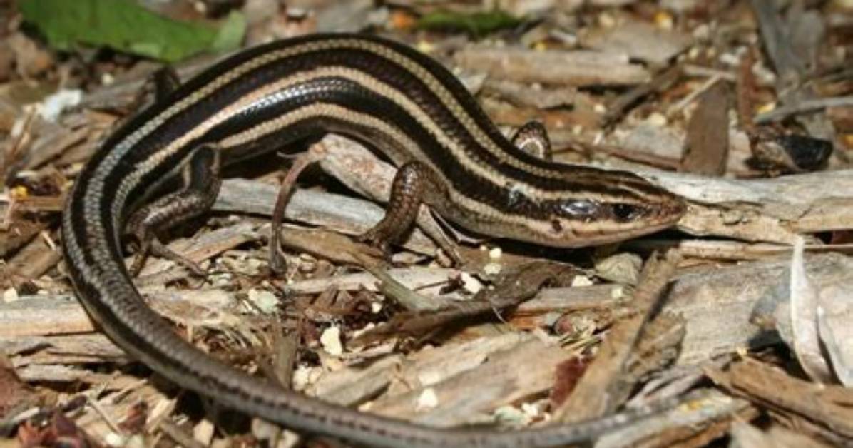 When Are Skinks Most Active?