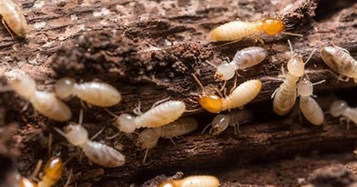 When Are Subterranean Termites Most Active?