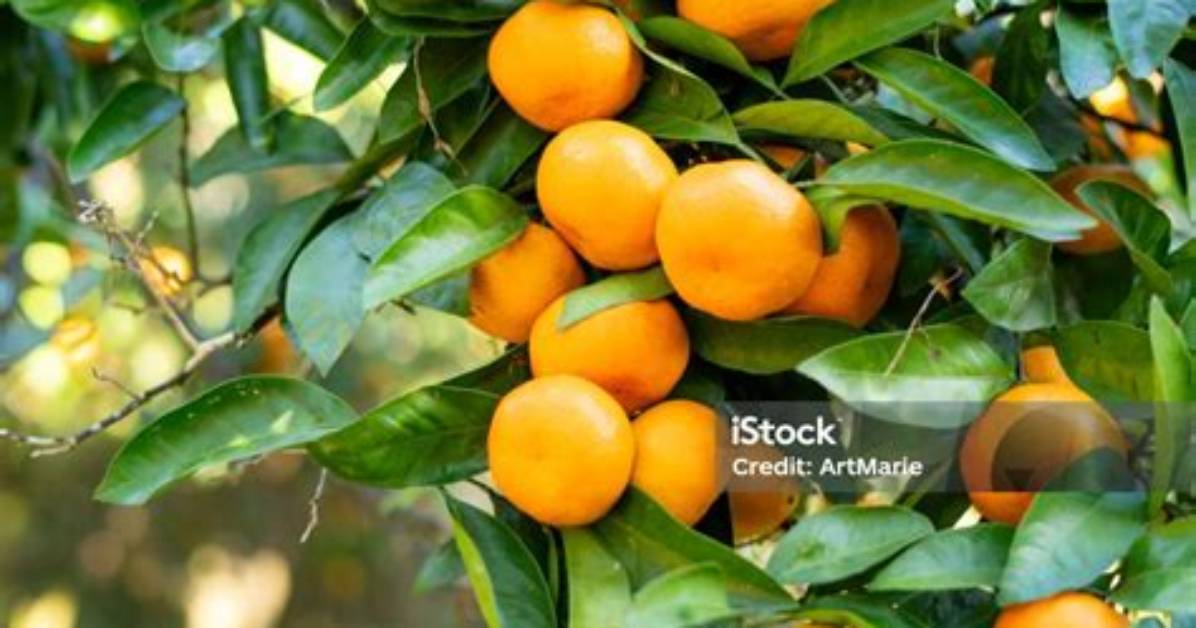 When Are Tangerines Ripe?