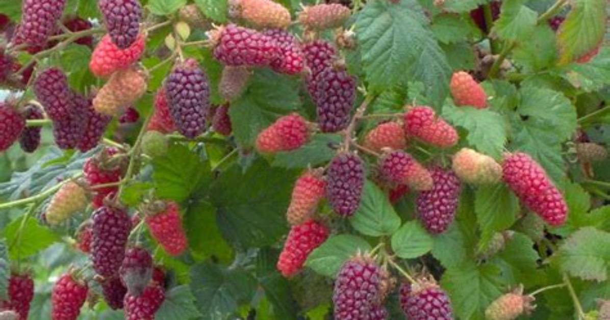 When Are Tayberries Ripe?