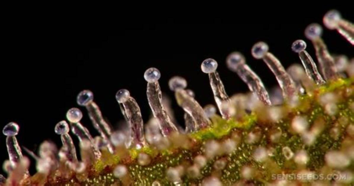 When Are Trichomes Ready?