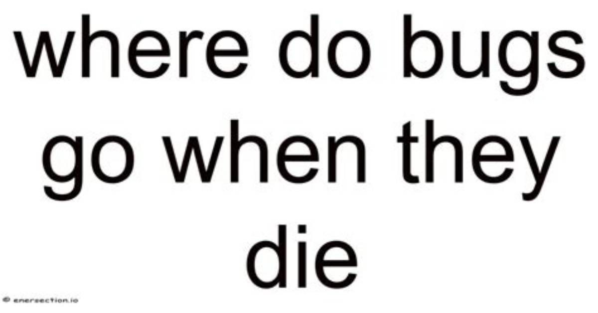 When Bugs Die Where Do They Go?