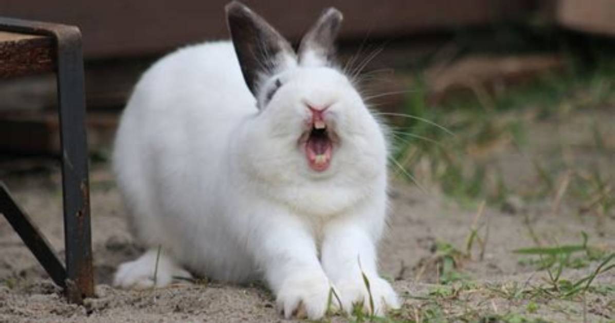 When Bunny Grinds Teeth?