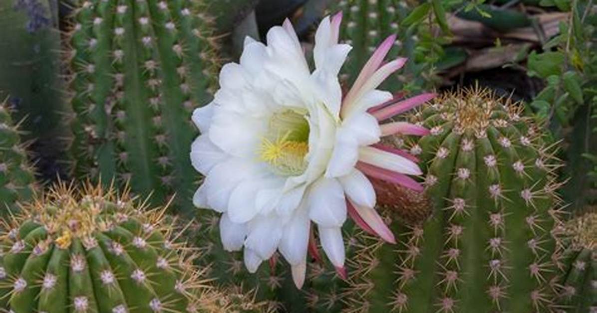 When Cactus Flowers Bloom?