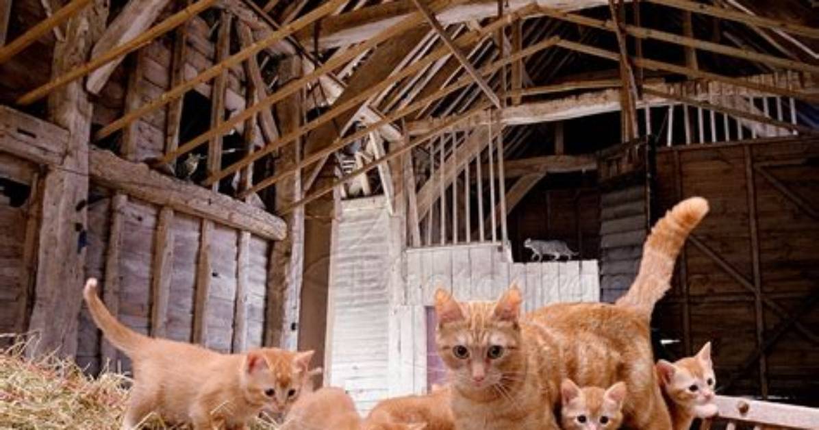 When Can Barn Kittens Go Outside