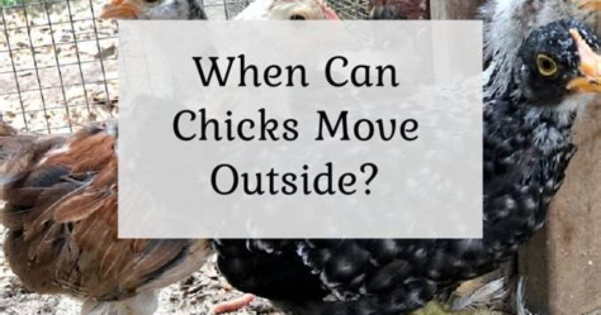 When Can Chicks Go Outside