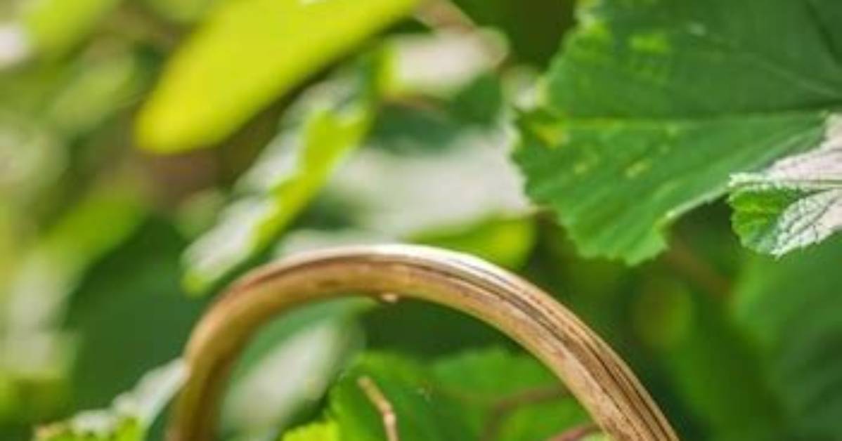 When Can Gooseberries Be Picked