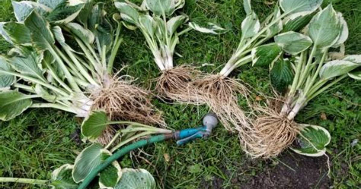 When Can Hosta Be Divided