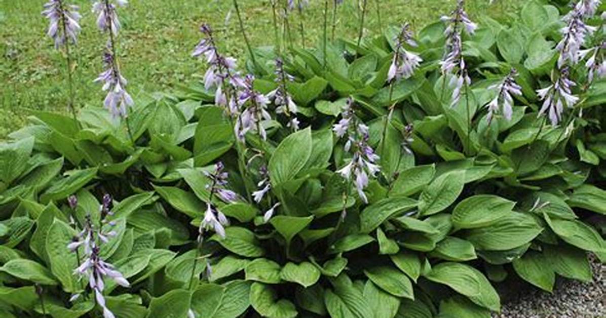 When Can Hosta Flower Stems Be Removed