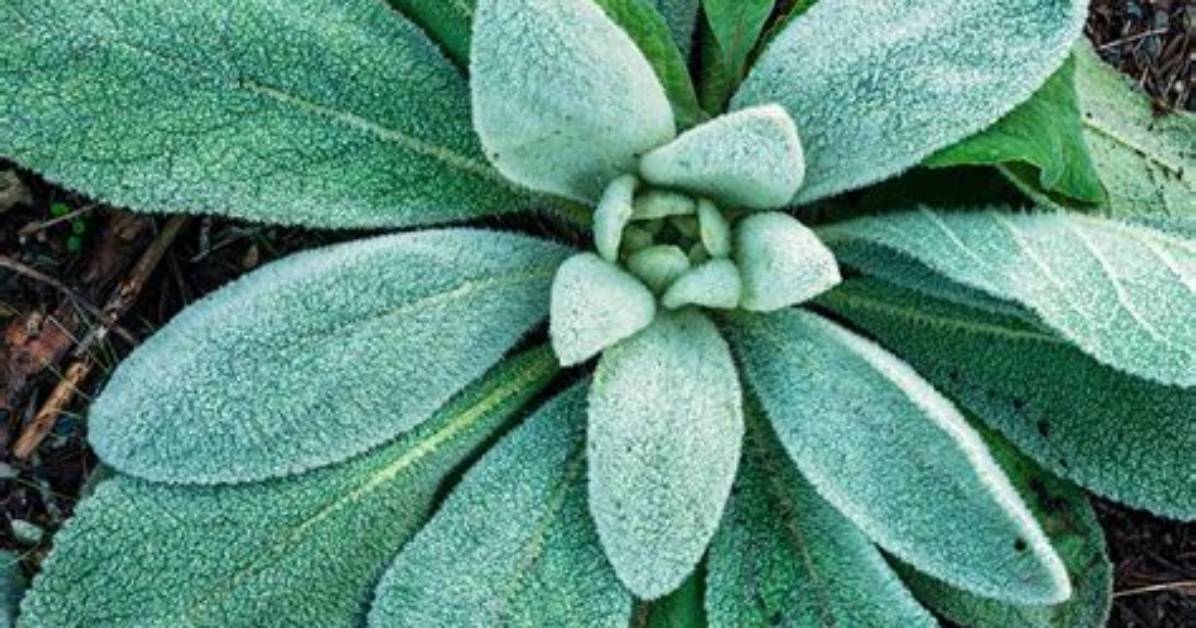 When Can I Divide Lambs Ear
