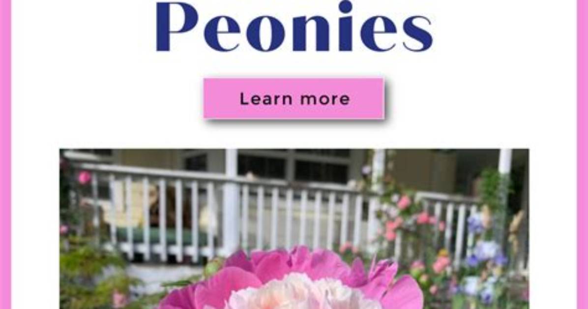 When Can I Plant Bare Root Peonies