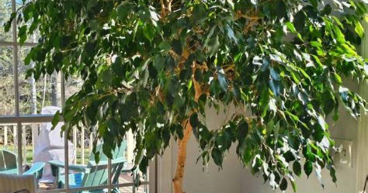 When Can I Put My Ficus Tree Outside