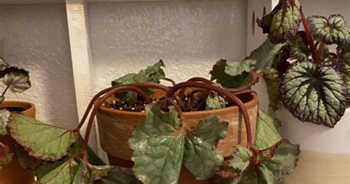 When Can I Repot Begonias