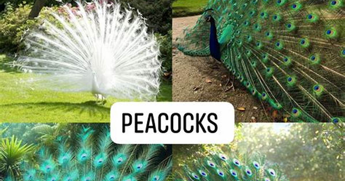 When Can Peacocks Go Outside?
