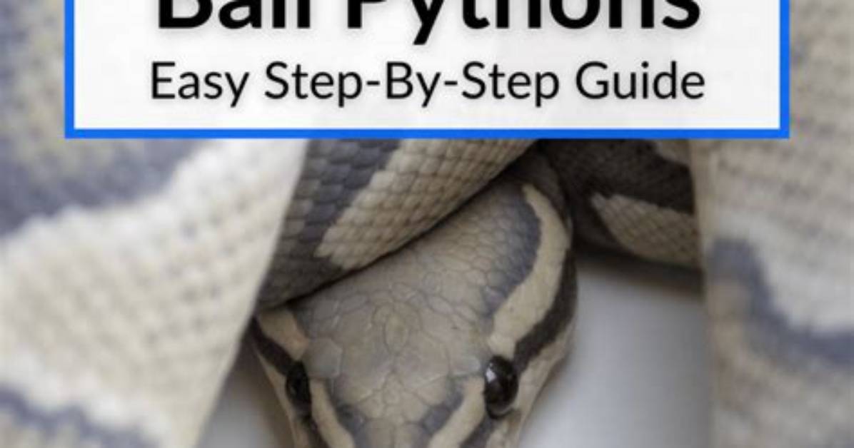 When Can You Breed Ball Pythons?