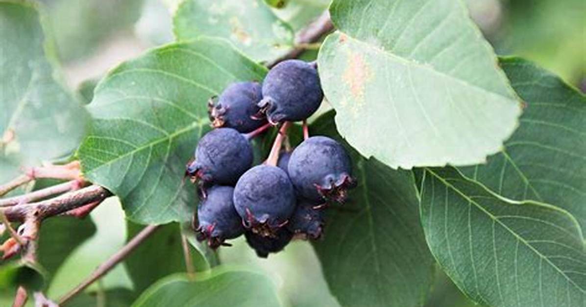 When Can You Pick Saskatoon Berries?