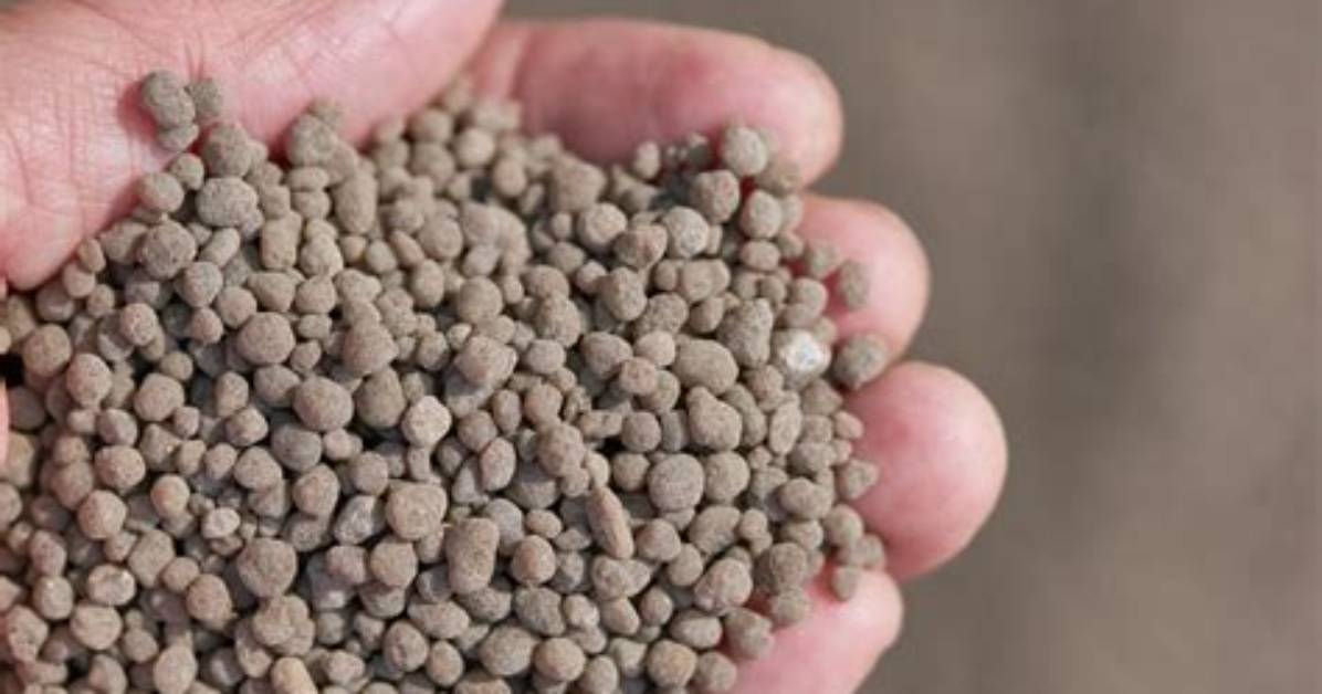 When Can You Spread Superphosphate?