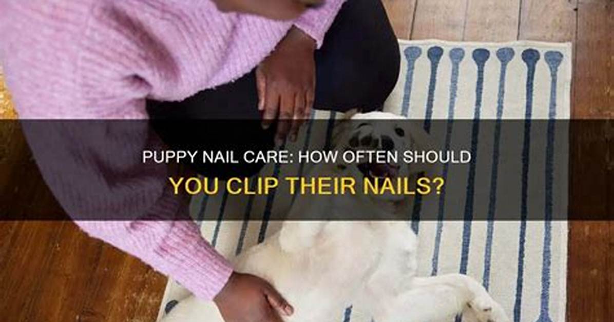 When Clip Puppy's Nails?