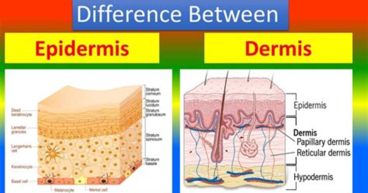 When Comparing the Dermis with the Hypodermis the Dermis?