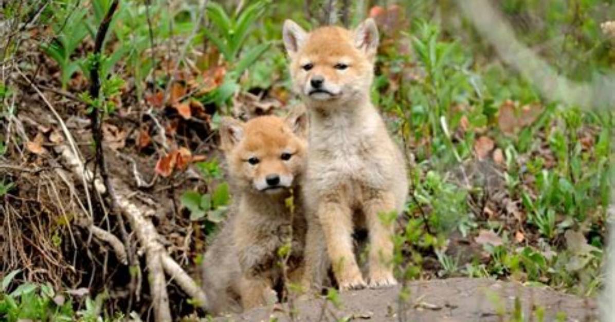 When Coyotes Have Pups?
