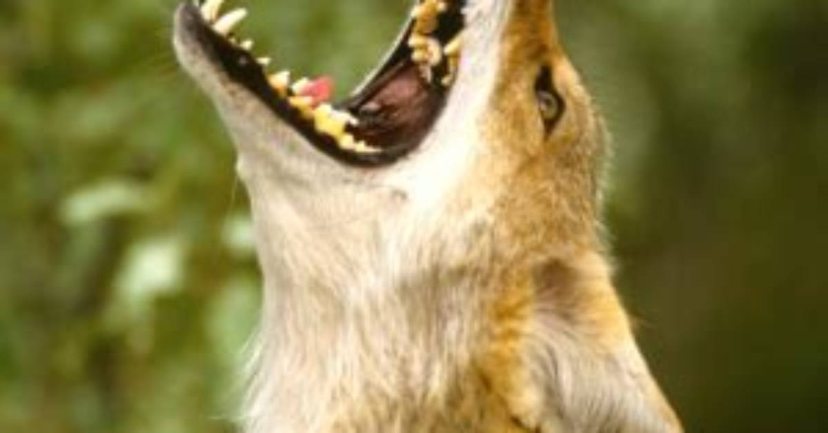 When Coyotes Howl What Does That Mean?