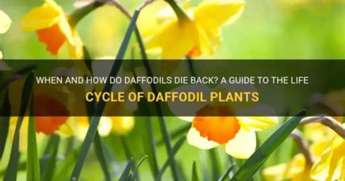 When Daffodils Die Back?