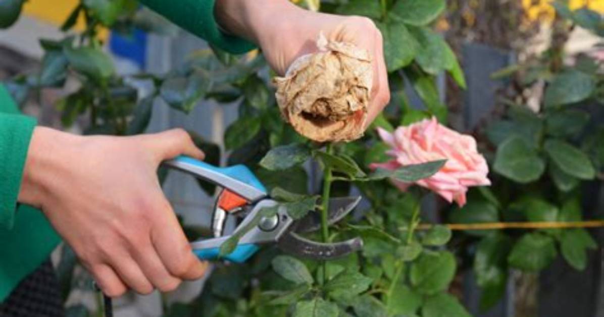 When Deadheading Roses Where Do You Cut?