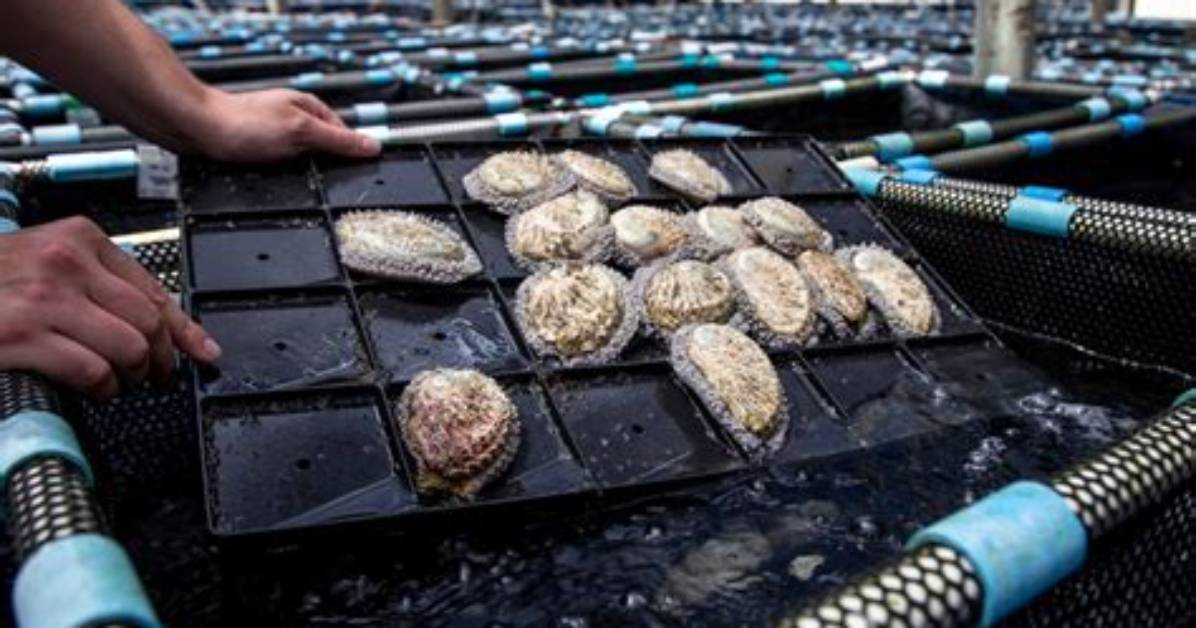 When Did Abalone Become Illegal?