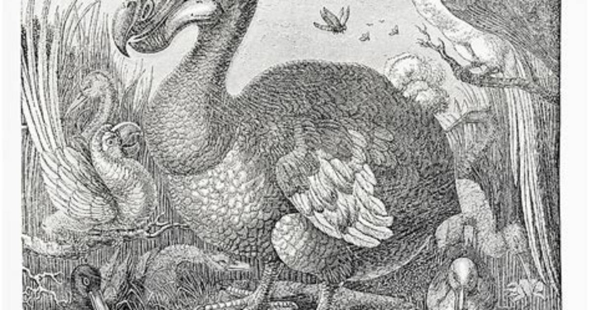 When Did Albatross Go Extinct?