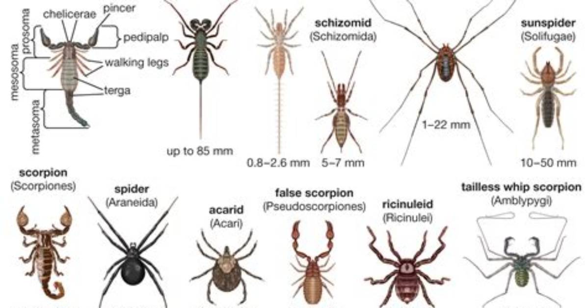 When Did Arachnids Evolve?