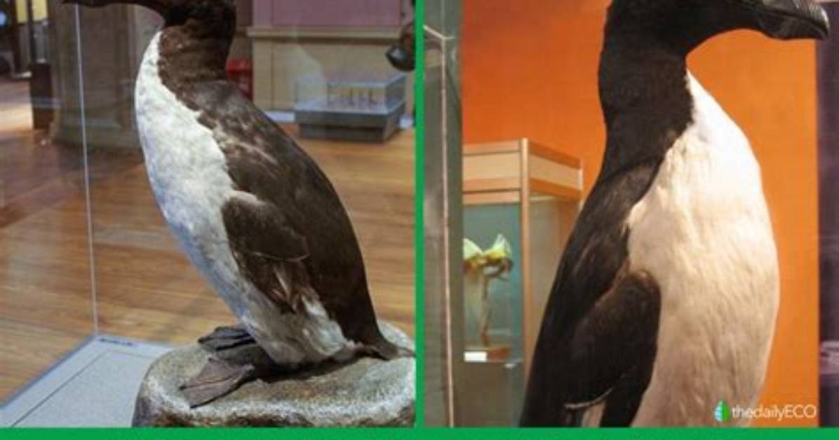 When Did Auk Go Extinct?
