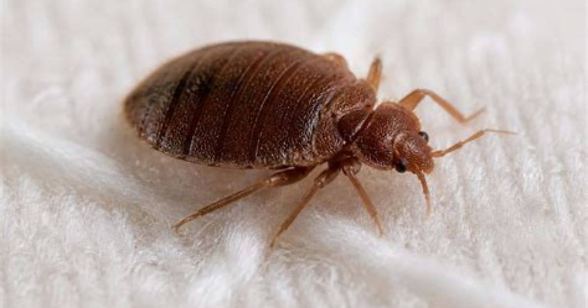 When Did Bedbugs Originate?